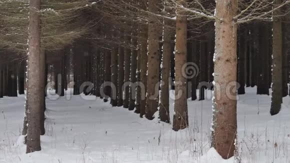 在冬林中连续种植松树视频的预览图