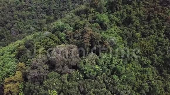 从上图可以看到热带雨林的高层景观视频的预览图