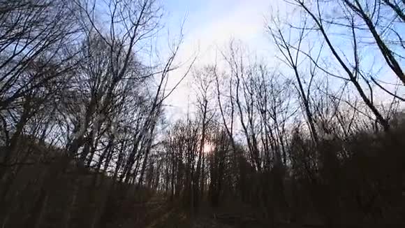 没有叶子的树之间的摄像机运动阳光照进相机映衬着蓝天和树枝黑暗视频的预览图