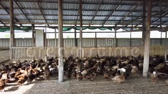 群鸭在农场传统农业在泰国4K超高清视频的预览图