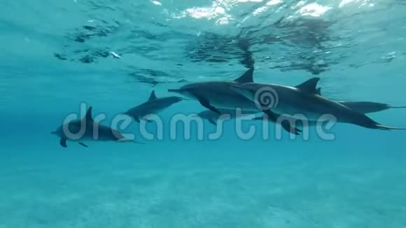 慢动作海豚家族慢慢地在蓝色的水面下游泳斯皮纳海豚史提尼拉龙眼特写视频的预览图