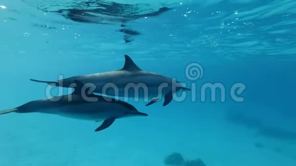 慢动作两只海豚母亲和幼海豚在蓝水中在水面下慢慢地游成一个圆圈视频的预览图