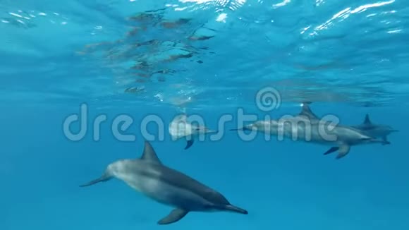 慢动作一群小海豚在水下嬉戏慢动作水下射击视频的预览图