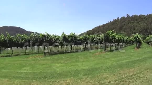 酒庄葡萄4视频的预览图