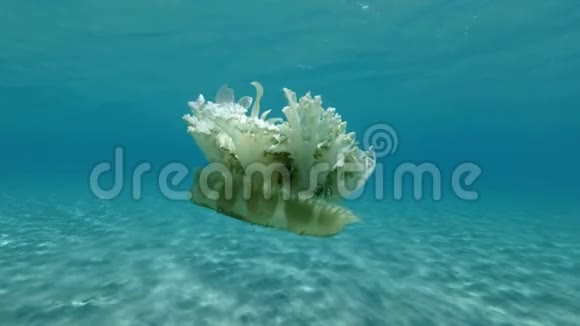 慢动作水母在水面下的蓝色水中游泳上移的水母仙后座和仙女座视频的预览图