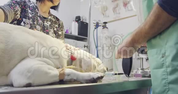 兽医外科兽医在宠物诊所检查一只白狗视频的预览图