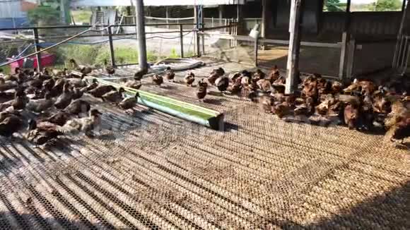 群鸭在农场传统农业在泰国4K超高清视频的预览图