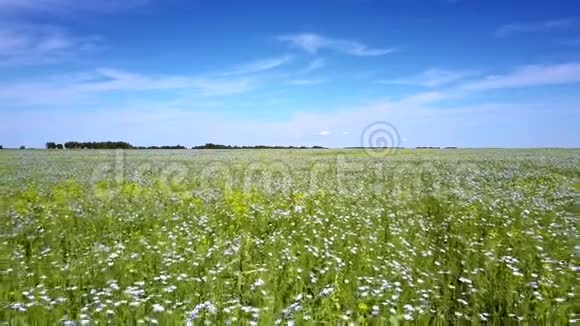 风摇荞麦花在广阔的田野上视频的预览图