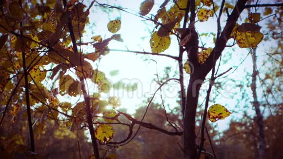 4k录像阳光透过树枝照射着秋叶视频的预览图