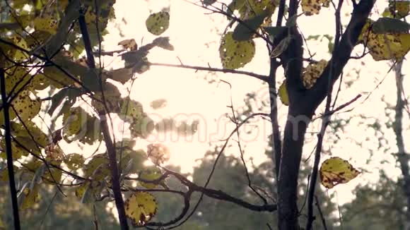 4k录像阳光透过树枝照射着秋叶视频的预览图