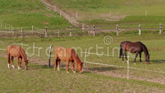 春天围场围栏附近有三匹吃草的棕马视频的预览图
