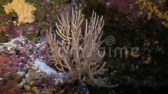 加拉帕戈斯群岛上的软软珊瑚视频的预览图