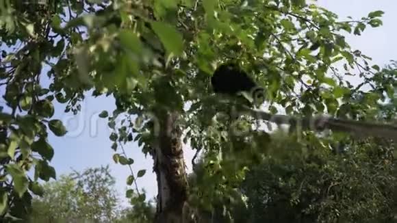 女人从树上摘苹果视频的预览图