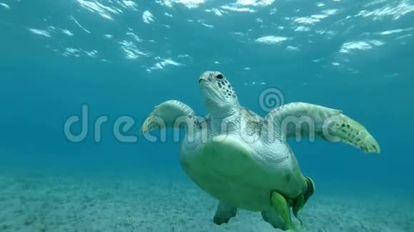 慢动作绿色海龟的正面肖像在蓝色的水中游泳绿海龟切洛尼亚视频的预览图