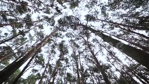 仰望森林透过树梢阳光透过树叶视频的预览图