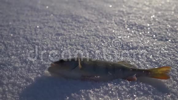 冬天一条鱼栖息在纯雪上4K视频的预览图