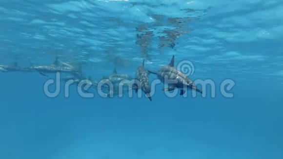 慢动作三只海豚的家人母亲和两只幼海豚分开分别在水下游泳视频的预览图