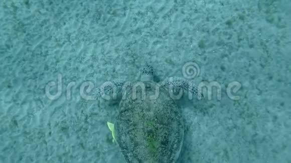 慢动作海龟壳上的三个残余物在底部吃海草视频的预览图