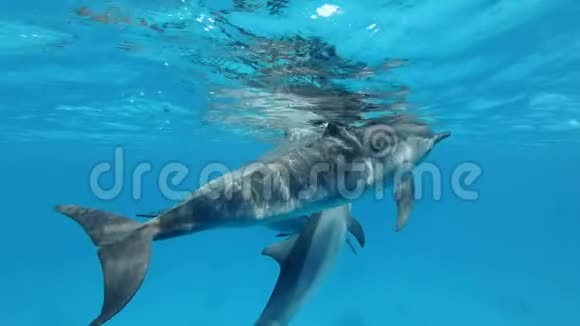 慢动作一群小海豚在水下嬉戏旋转海豚斯泰内拉龙眼在水下射击红海视频的预览图