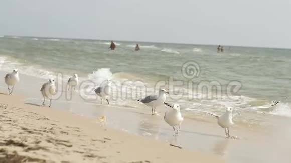 海浪背景下沙滩上的鸟类捕捉面包屑慢动作4k视频的预览图