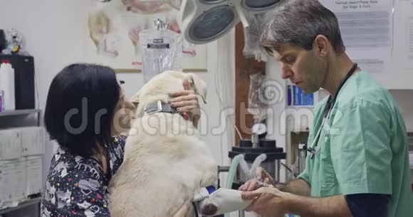 兽医外科兽医在宠物诊所检查一只白狗视频的预览图