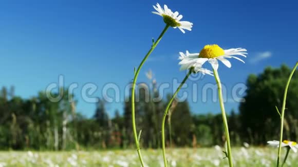 美丽的雏菊花开了白菊在一片宁静的森林草地上长满了野生雏菊视频的预览图