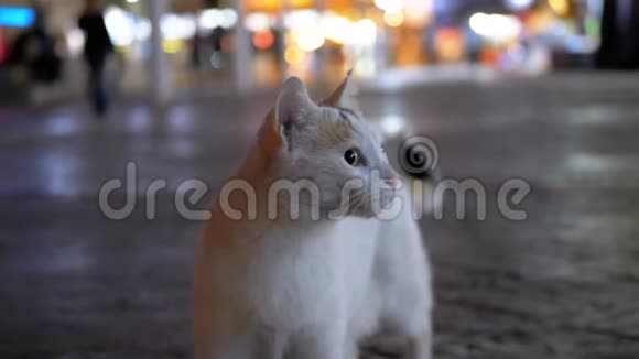 灰色流浪埃及猫在一条街上的夜晚视频的预览图