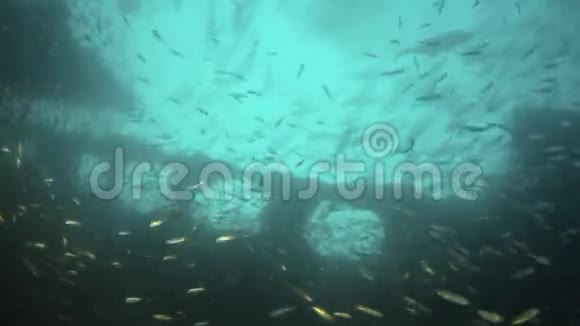 一个潜水员在一群鱼后面视频的预览图