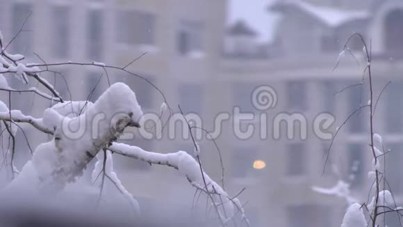 雪花落在城市暴风雪的树枝上背景建筑视频的预览图