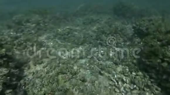 海底的水下景观岩石底部覆盖着贻贝摄像机向前移动视频的预览图