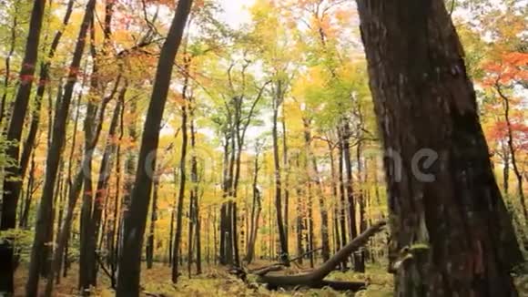 照相机的小车穿过五彩缤纷的秋天树林视频的预览图