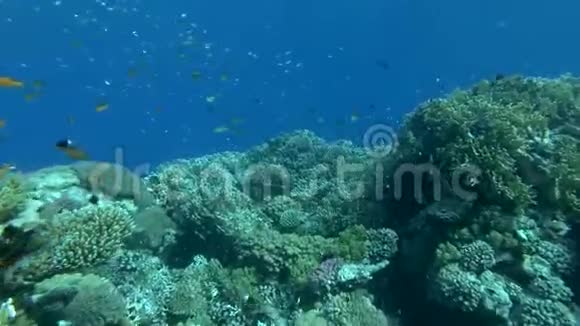 慢动作水下五颜六色的热带鱼在珊瑚花园相机前进珊瑚礁热带鱼类学校视频的预览图