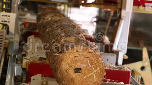 锯木厂上的锯条带锯子有激光水平的电锯工作台在木束上锯树干的过程视频的预览图