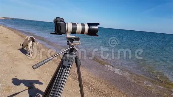 这只狗在海边的三脚架上靠近摄像机视频的预览图