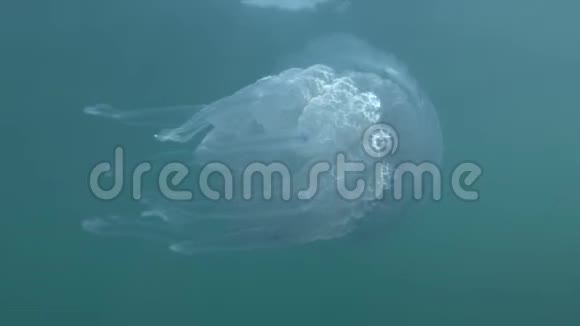 海蜇皮在表面的蓝色水中游动水下射击特写视频的预览图