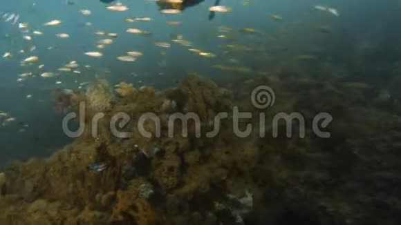 一个潜水员穿过一个鱼群视频的预览图