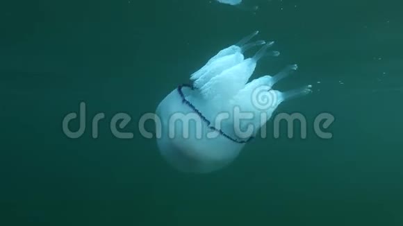 海蜇皮水下射特写视频的预览图
