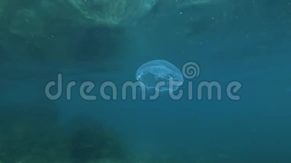 水母在水面下游泳海底从水面反射在背景上月冻常见水母视频的预览图