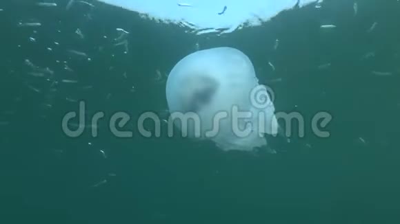 水母在蓝水中与沙冶学院一起游泳跟着射击海蜇皮视频的预览图