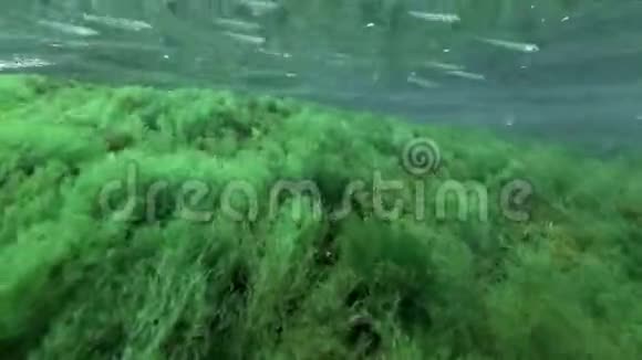 在浅水区的绿藻中鱼沙或银鱼在礁石上游动视频的预览图
