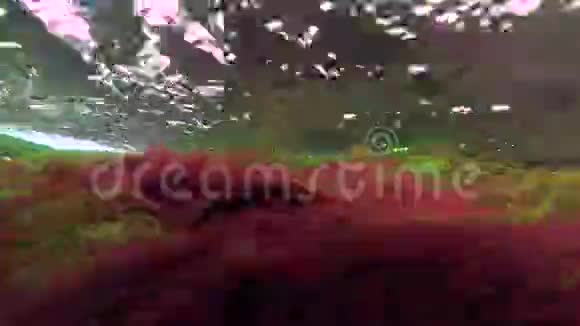 红藻和绿藻在湍流中向浅流水下景观4K60fps视频的预览图