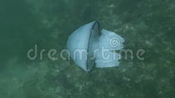 水母在海底背景下游泳顶部视图跟随拍摄海蜇皮视频的预览图