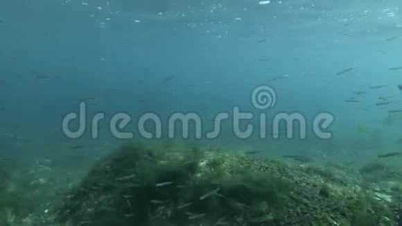 一大群鱼沙银游在浅水礁上视频的预览图
