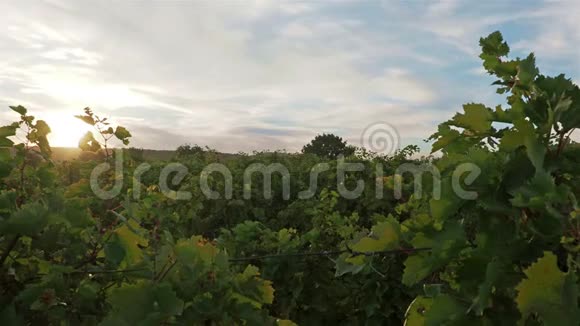 秋天罗马尼亚文斯加葡萄园的日落视频的预览图