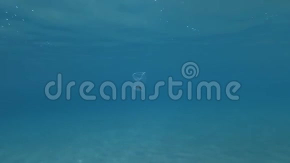 塑料污染蟹在阳光下慢慢漂浮在蓝色水面下的塑料杯内视频的预览图