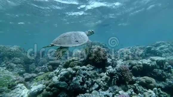 慢动作海龟在水面下慢慢游过顶部的珊瑚礁鹭海龟鹭视频的预览图