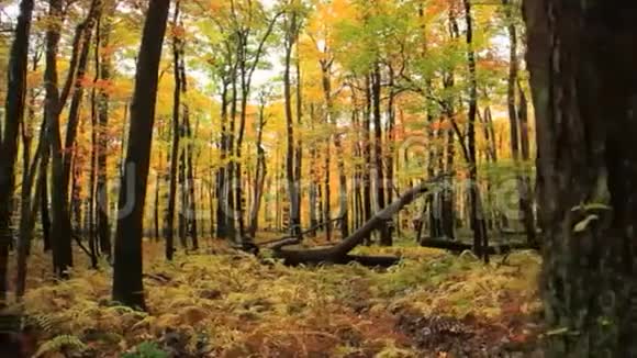 照相机的小车穿过五彩缤纷的秋天树林视频的预览图