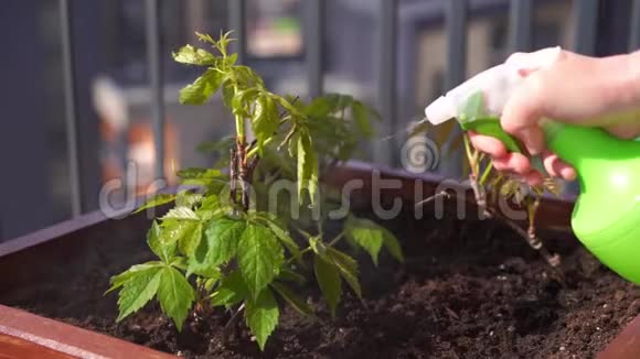 美丽的慢动作园艺和园艺女人在城市露台上的一个盒子里喷洒水女孩葡萄视频的预览图