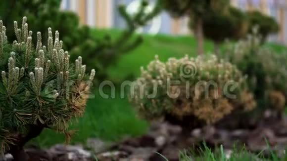 绿色背景上美丽的针叶树灌木库存录像云杉和其他针叶树的幼苗视频的预览图
