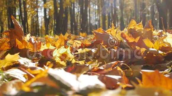 秋天的枫叶躺在城市公园里在阳光明媚的日子里树叶落在森林里美丽的自然背景视频的预览图